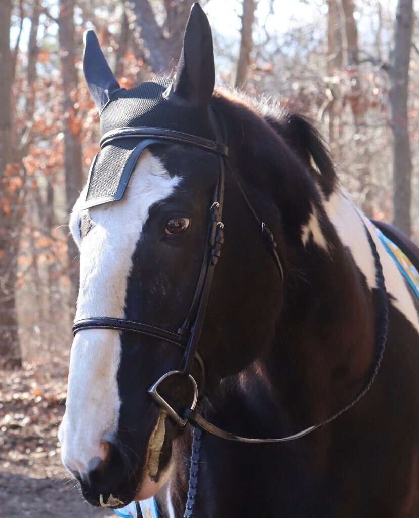 Equestrian fly bonnet, Custom fly bonnet, High quality mesh jumpers fly bonnet, Barn logo fly bonnet